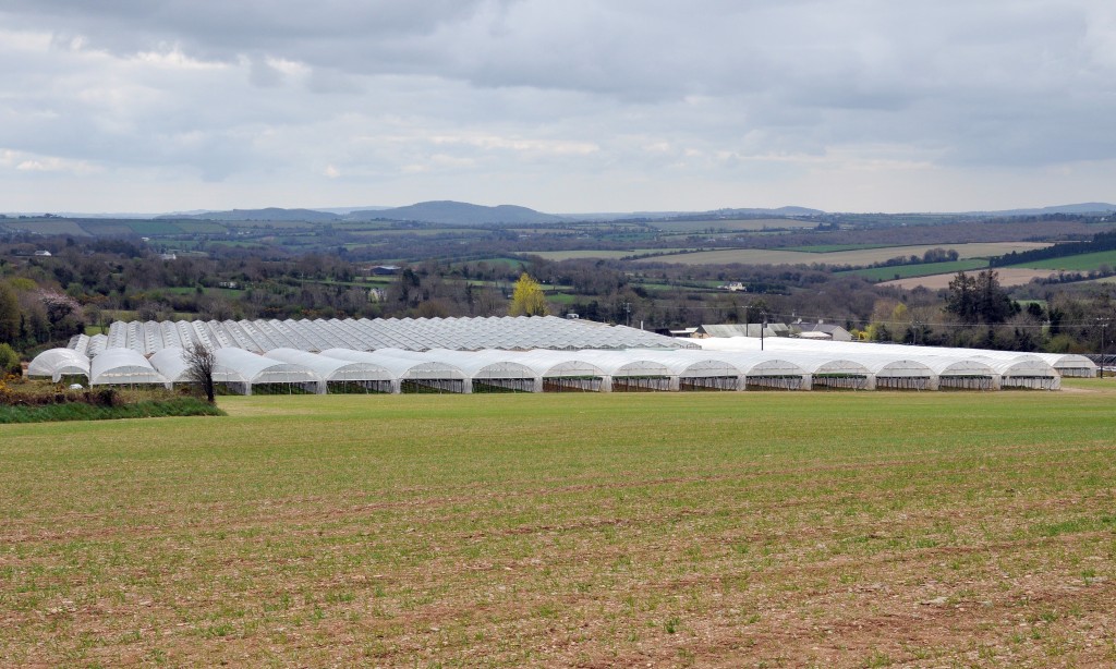 Polytunnels on Kearns Fruit Farm