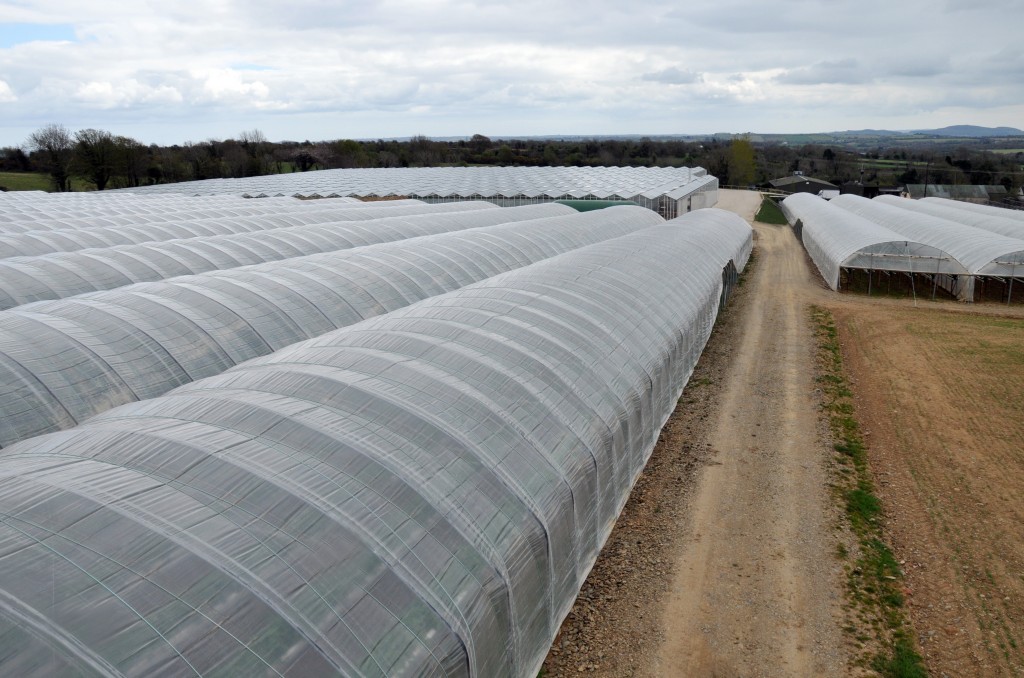 View of polytunnels on Kearns Fruit Farm