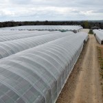 View of polytunnels on Kearns Fruit Farm