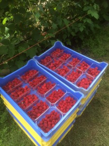 Freshly picked raspberries