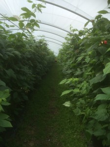 Raspberry tunnels 