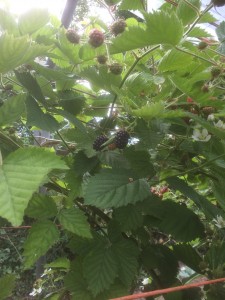 Blackberries ready to pick! 