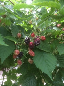Blackberry crop this year.