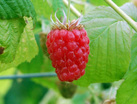 Raspberry